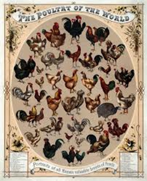 Poultry-of-the-World-Wikicommons.jpg