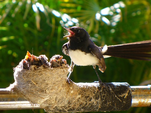 Willy_Wagtail_nest.jpg