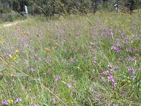 Chocolate-Lilies-beside-Mt-Mutton-walking-track_20201123.jpg